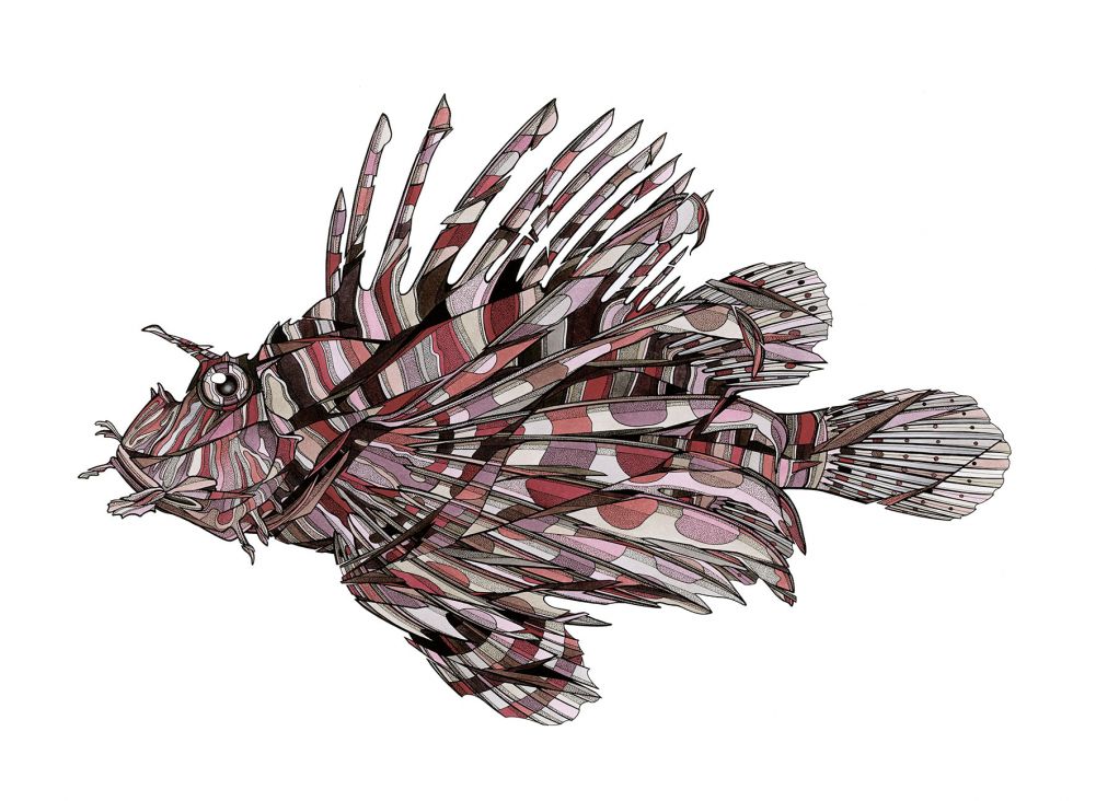 rascasse-volante-(pterois-volitans)-small.jpg