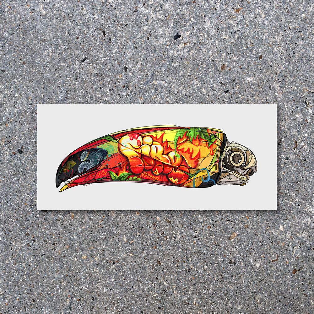 CRÂNE DE TOUCAN