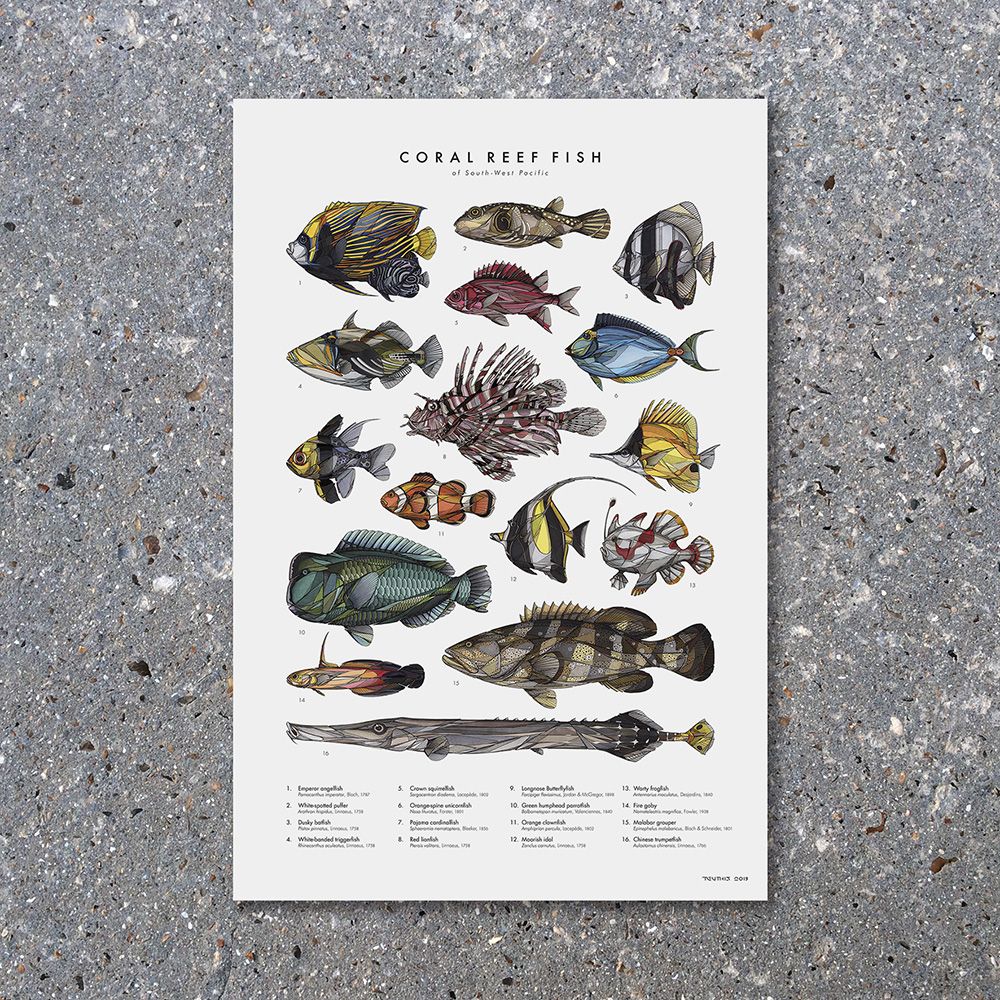 POSTER CORAL FISH